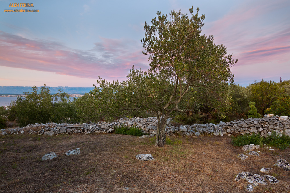 Island Ugljan is famous for excellent olive oil and the oldest olive mill on east Adriatic dating from Roman era.