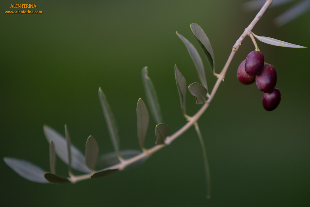 Olive brench in autumn just before the harvest day.