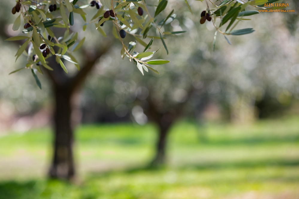 Island Ugljan is famous for excellent olive oil and the oldest olive mill on east Adriatic dating from Roman era.