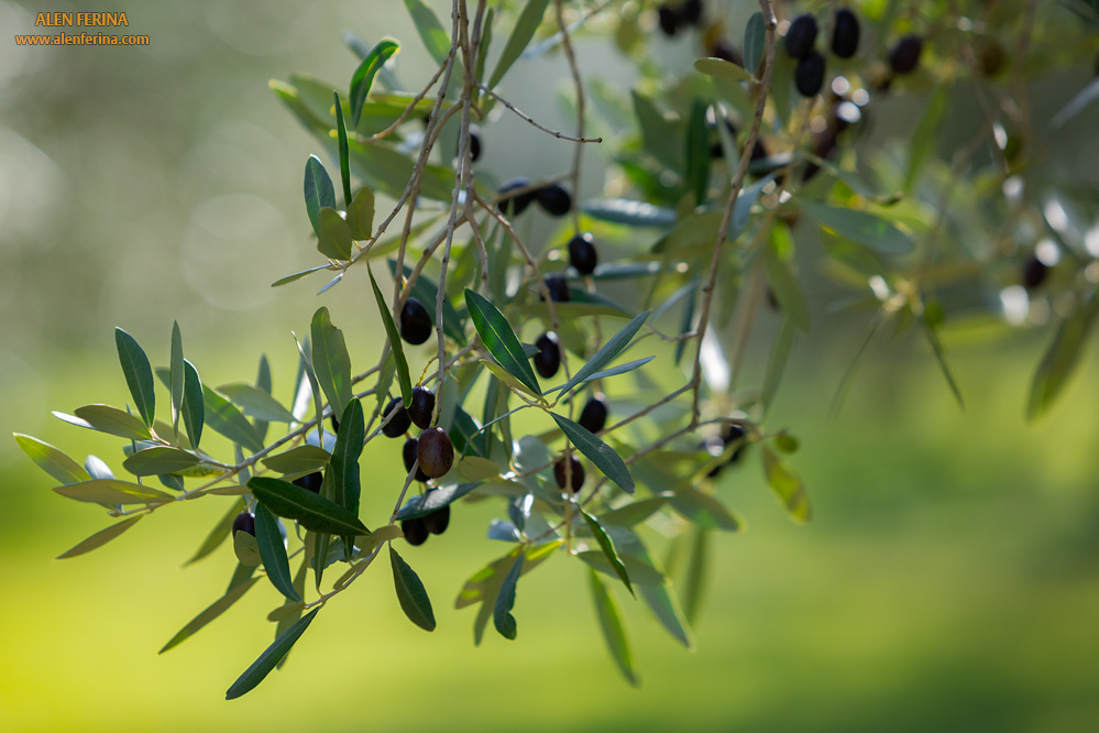 On island Ugljan we care more about the quality than quantity of olive oil.